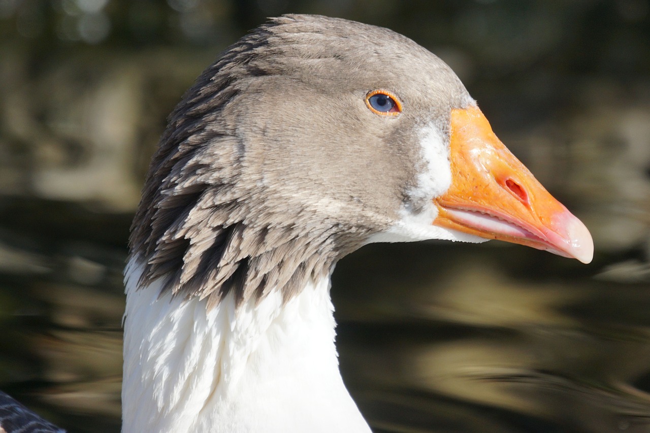 goose pomeranian goose rügenergans free photo