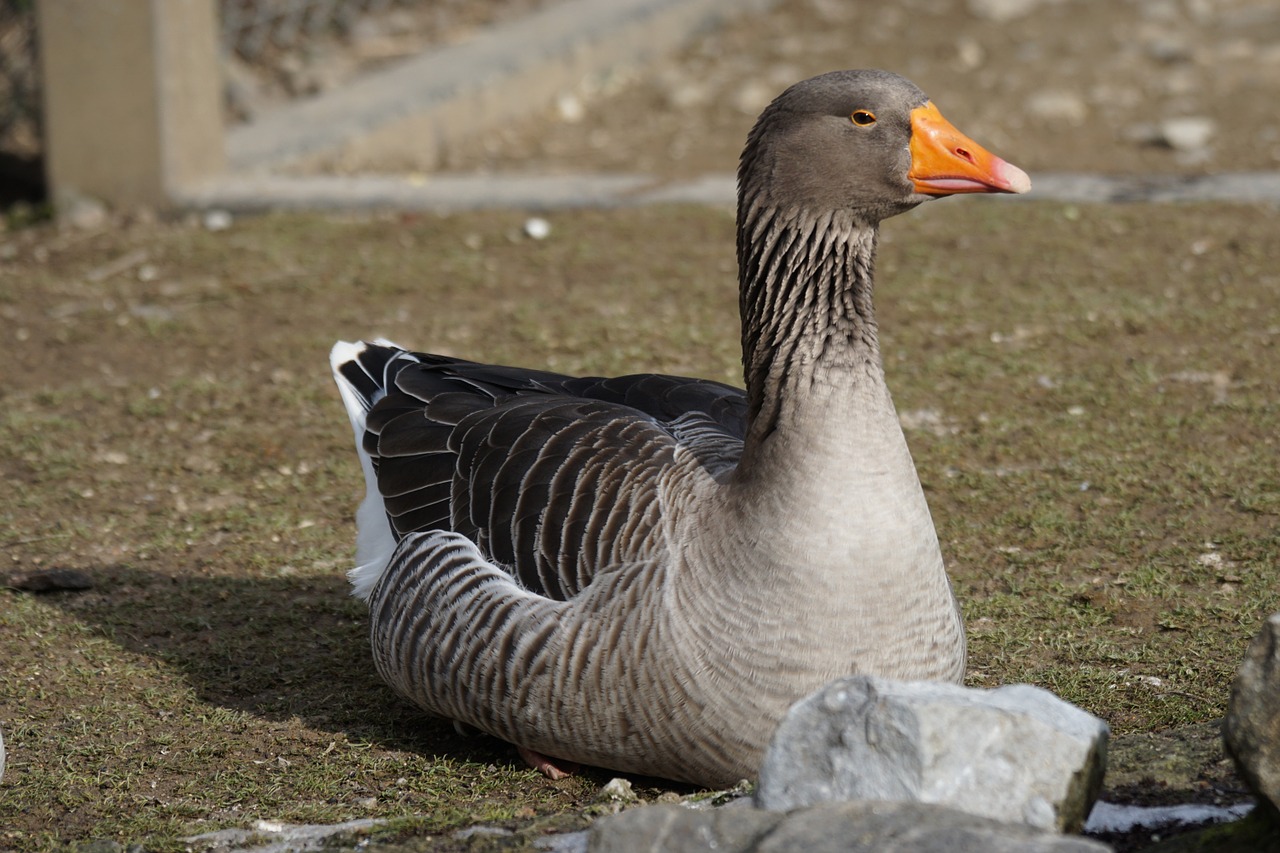 goose magelangans magpie free photo