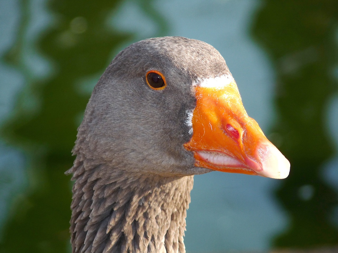 goose bird animal free photo