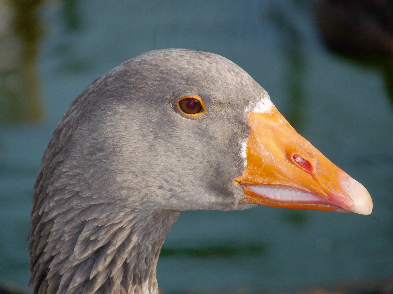 goose bird animal free photo