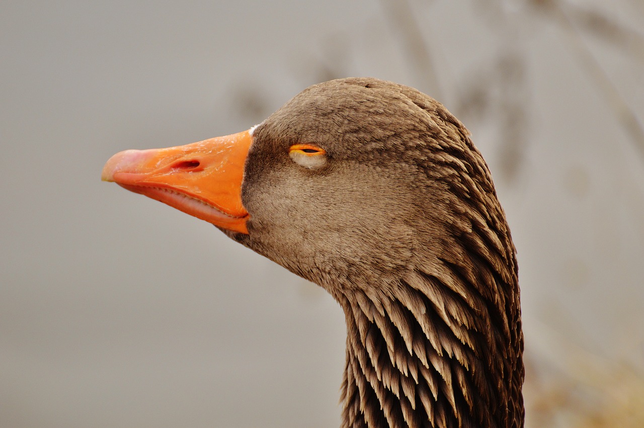 goose bird tired free photo