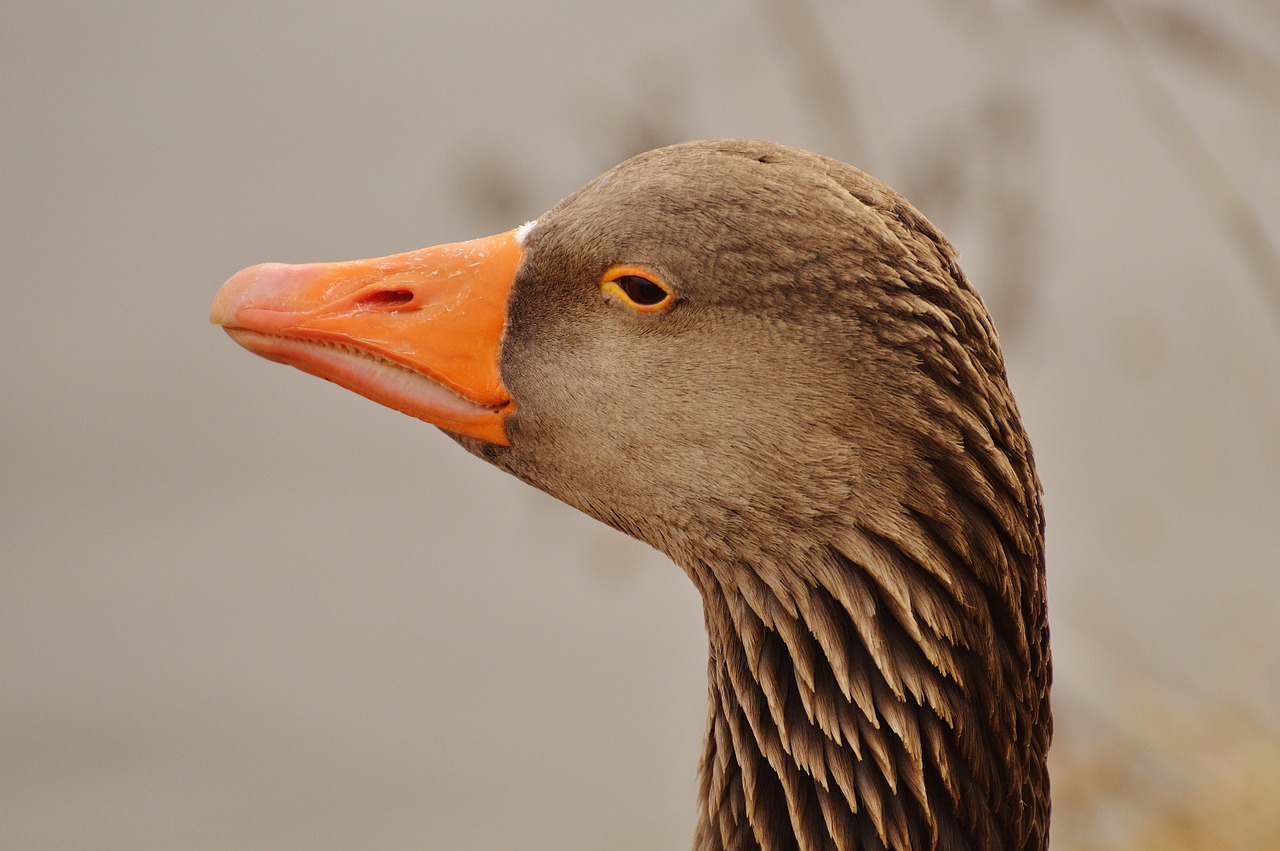 goose bird feather free photo