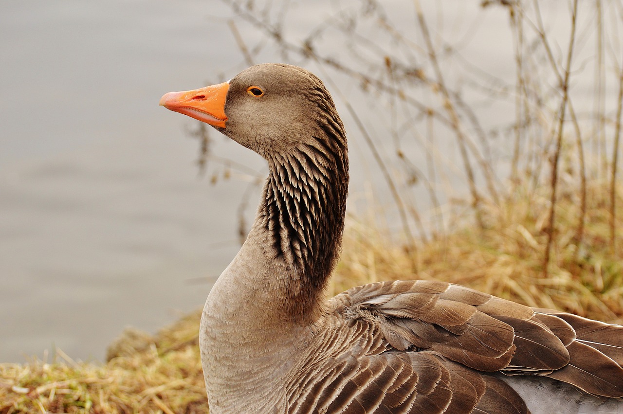 goose bird feather free photo