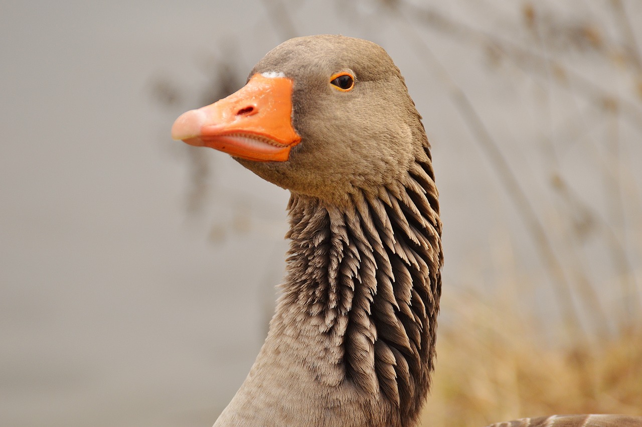 goose bird feather free photo