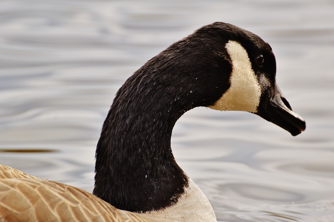 goose poultry animal free photo