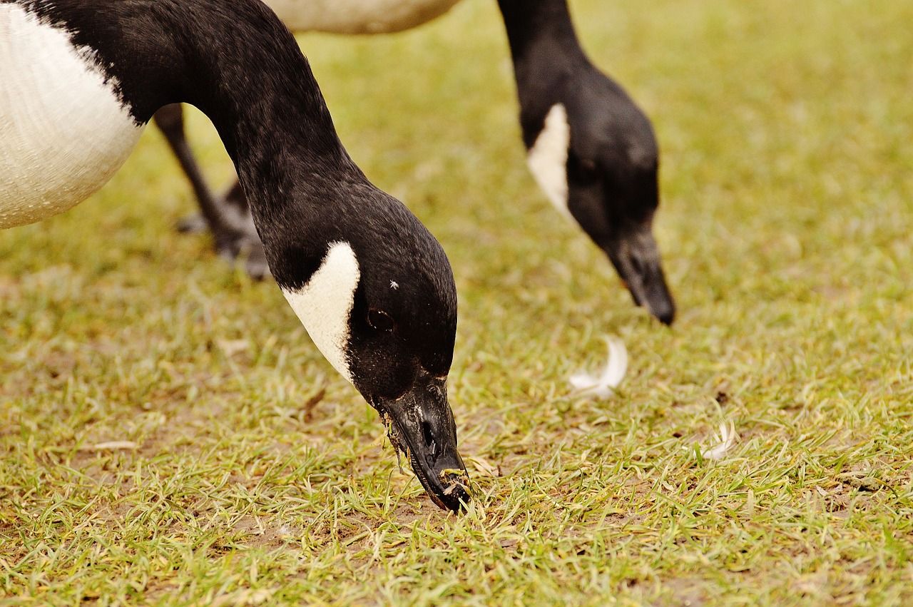 goose poultry animal free photo