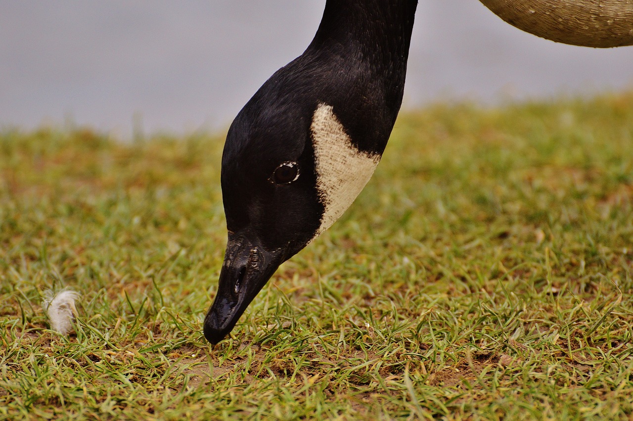 goose poultry animal free photo