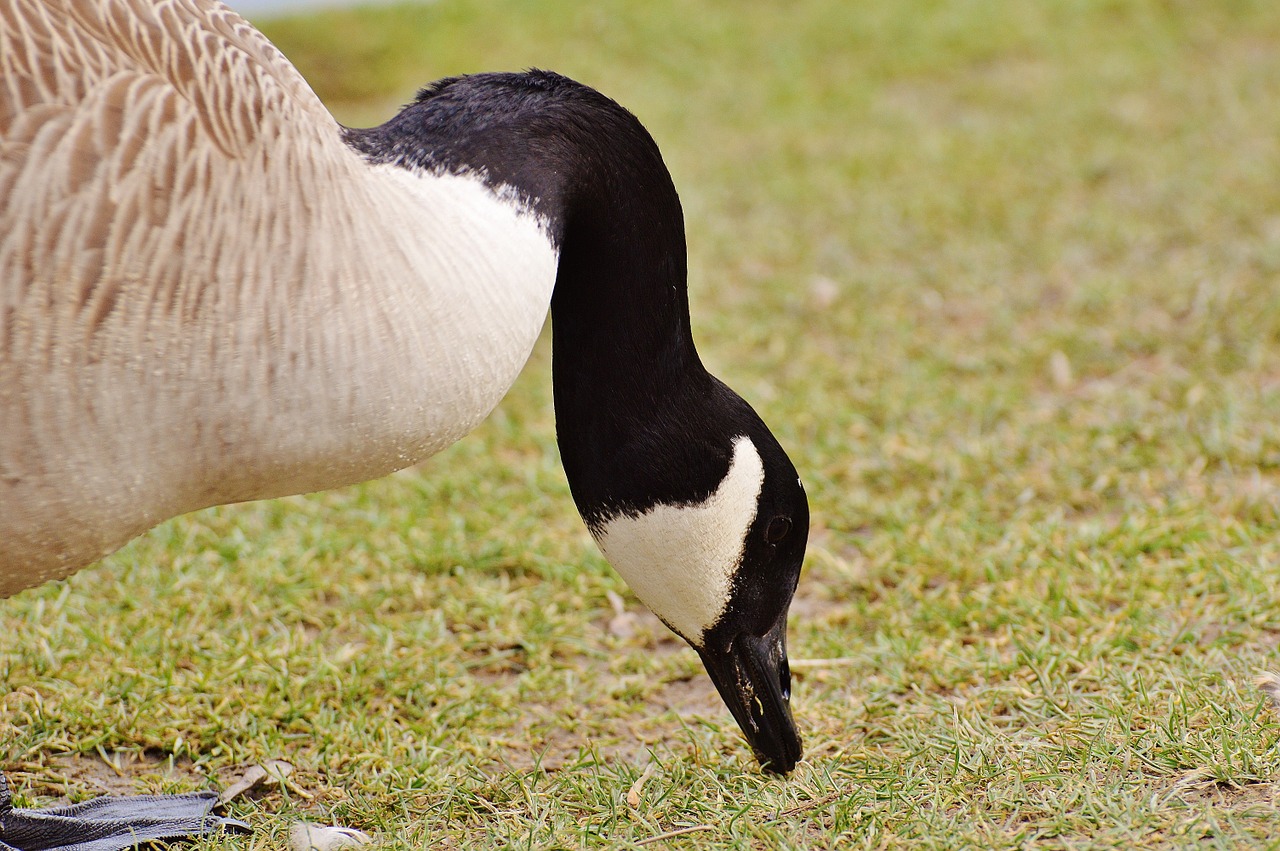 goose poultry animal free photo