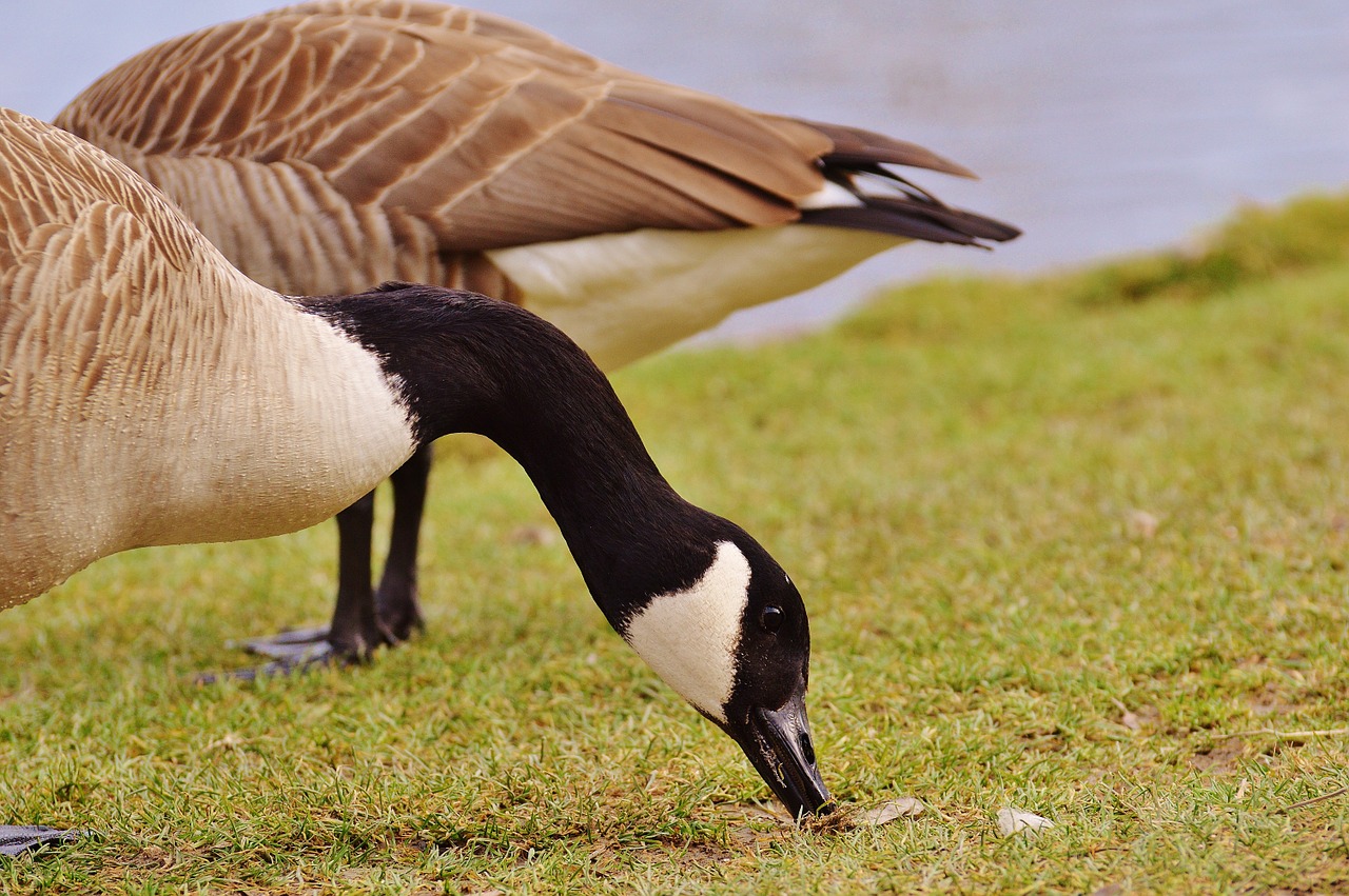 goose poultry animal free photo