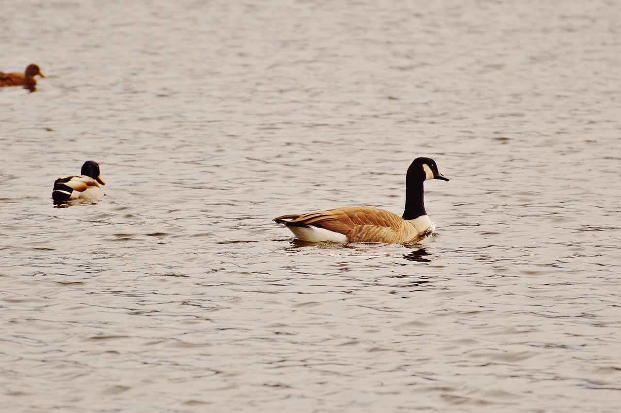 goose poultry animal free photo