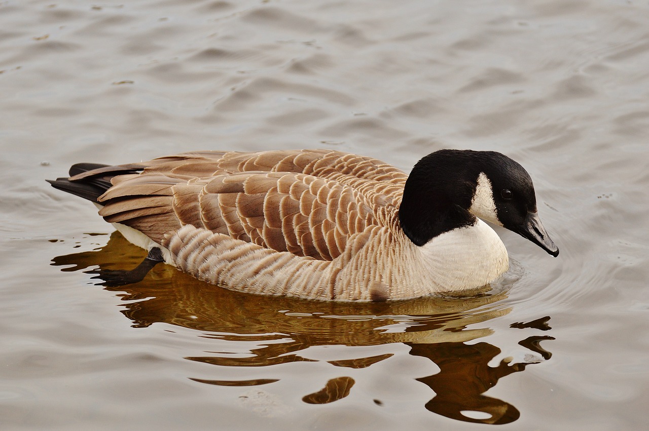 goose poultry animal free photo