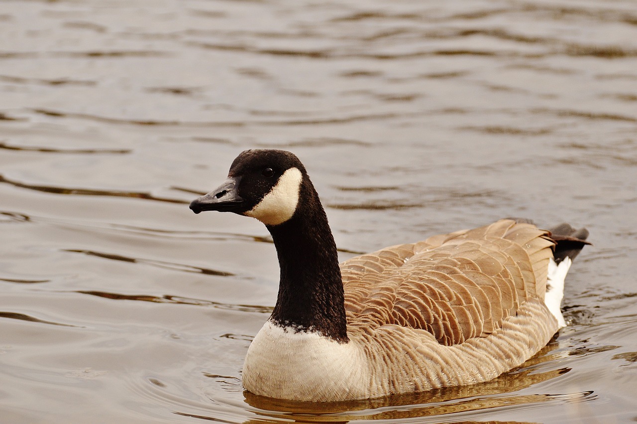 goose poultry animal free photo