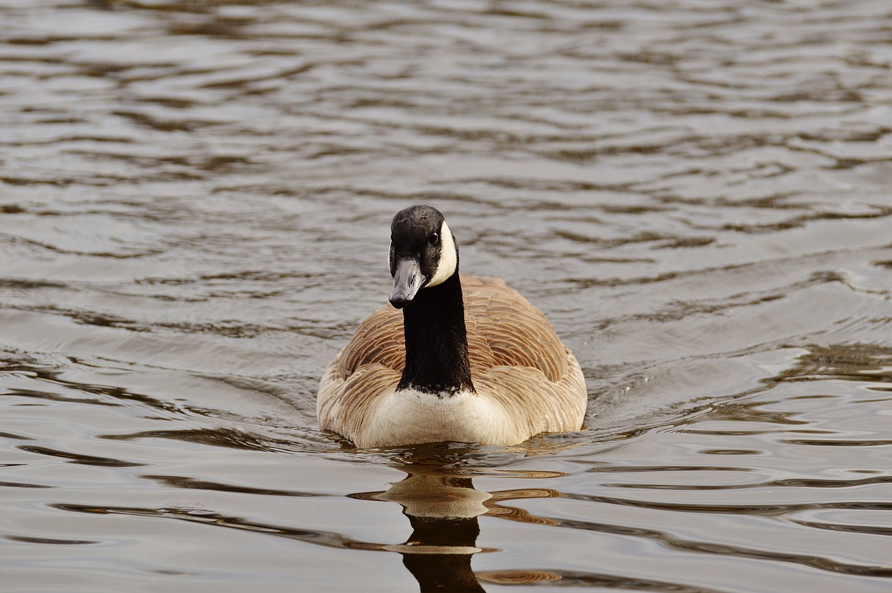 goose poultry animal free photo