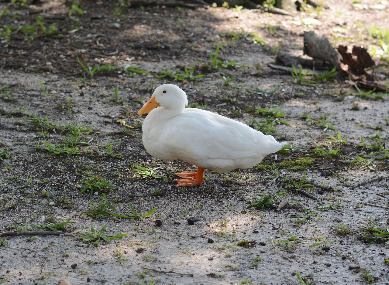 goose geese bird free photo