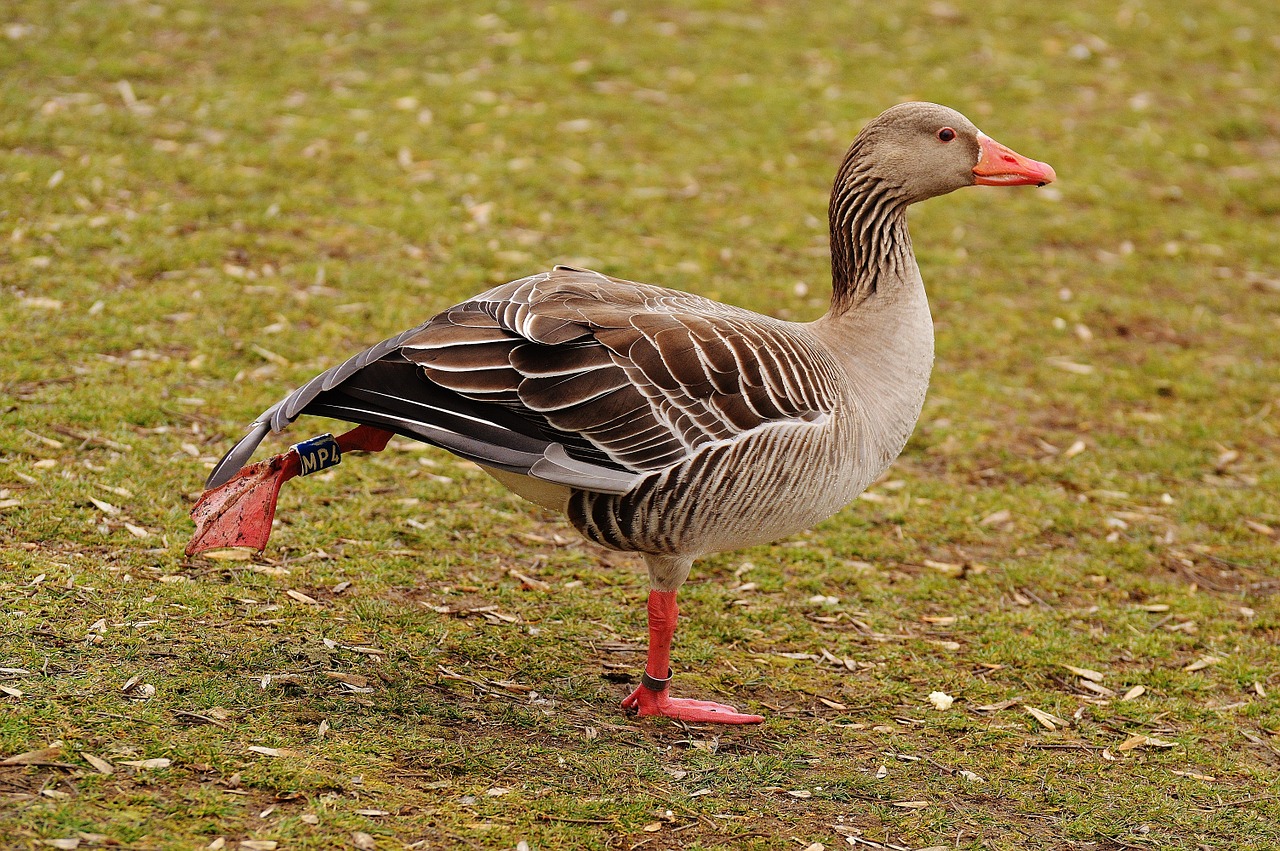 goose bird morning exercise free photo