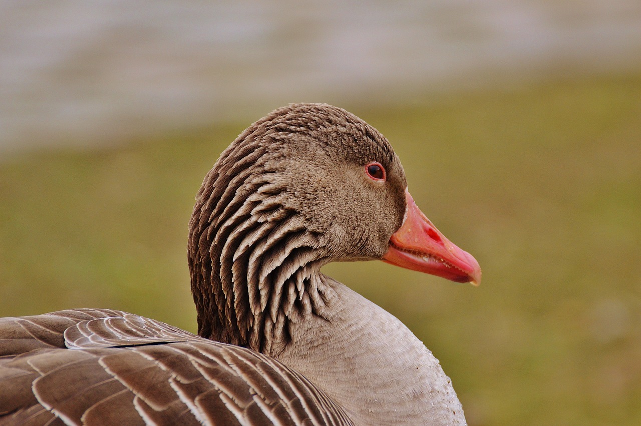 goose bird feather free photo