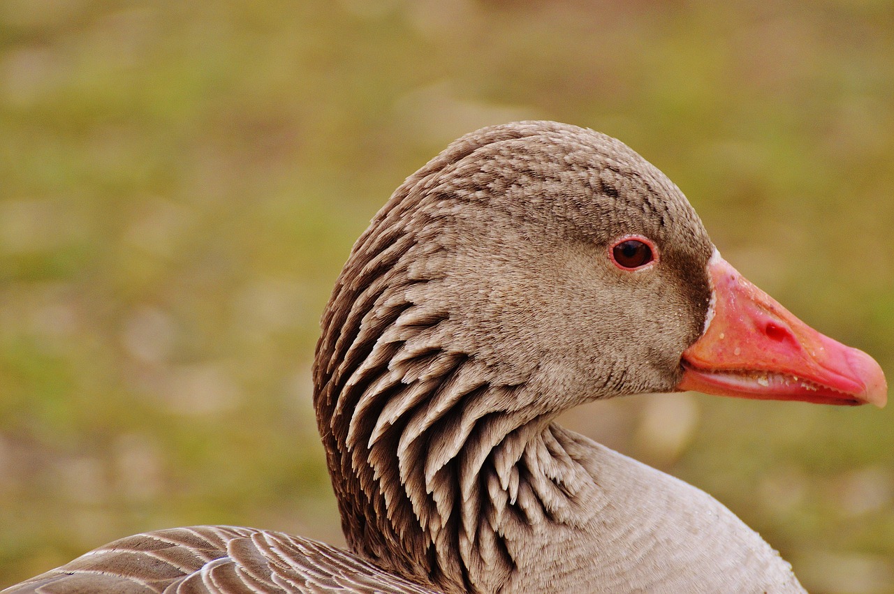 goose bird feather free photo