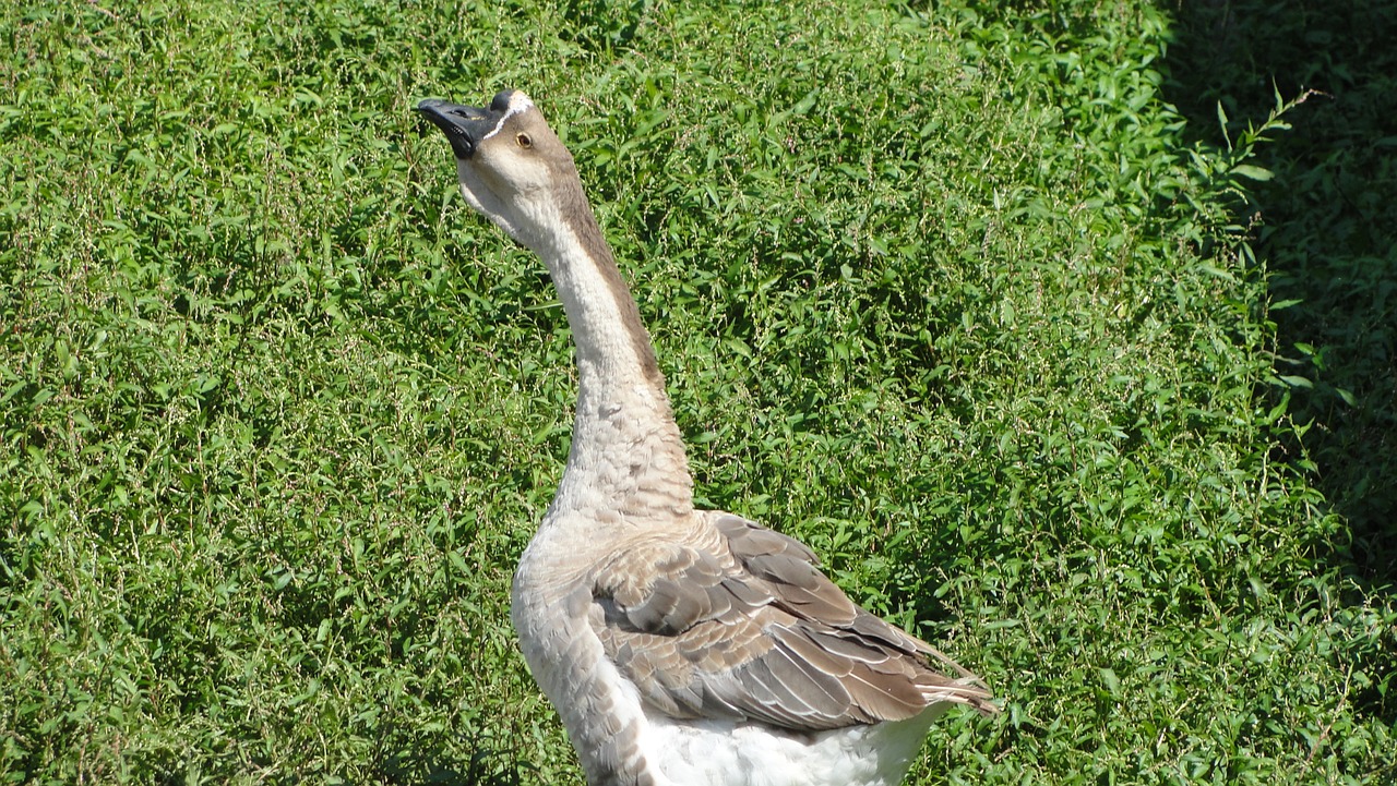 goose chinese goose bird free photo