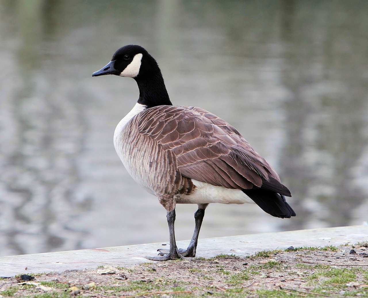 goose canadian goose nature free photo