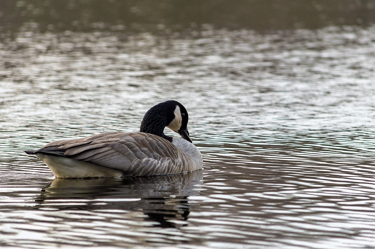 goose wild goose bird free photo