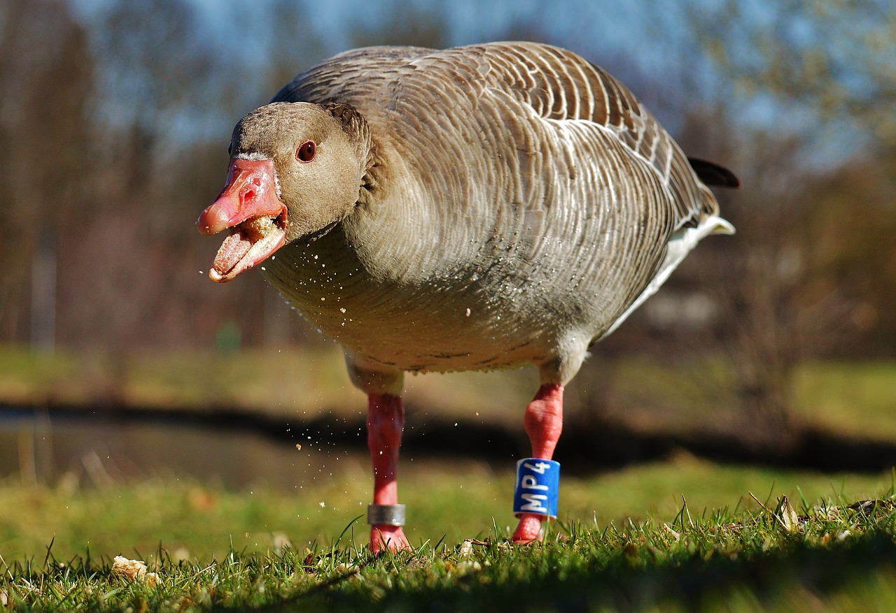 goose bird feather free photo