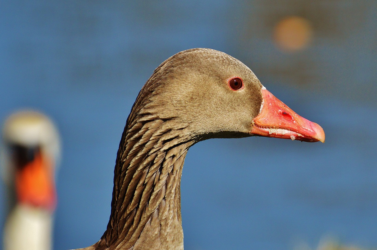 goose bird feather free photo