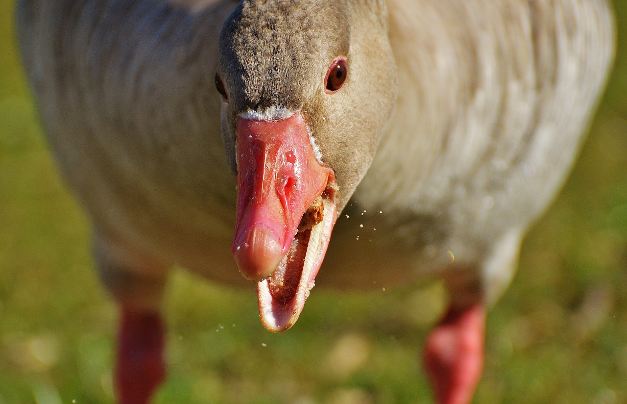 goose bird feather free photo