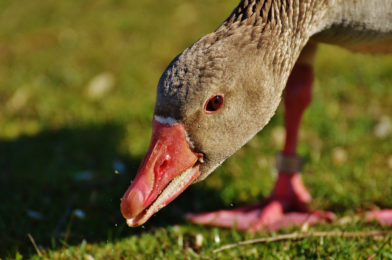 goose bird feather free photo