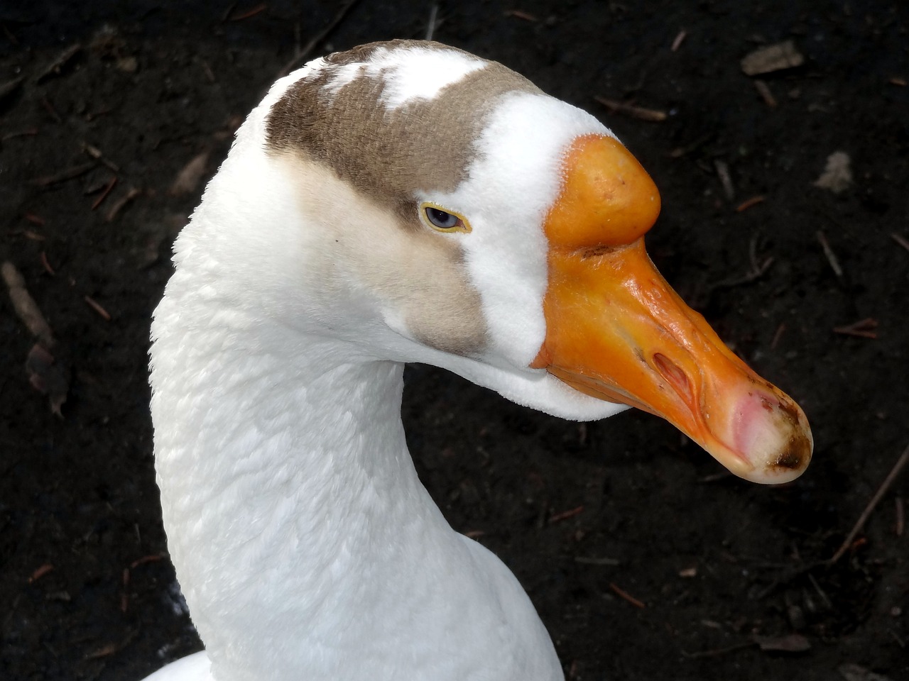 goose close portrait free photo