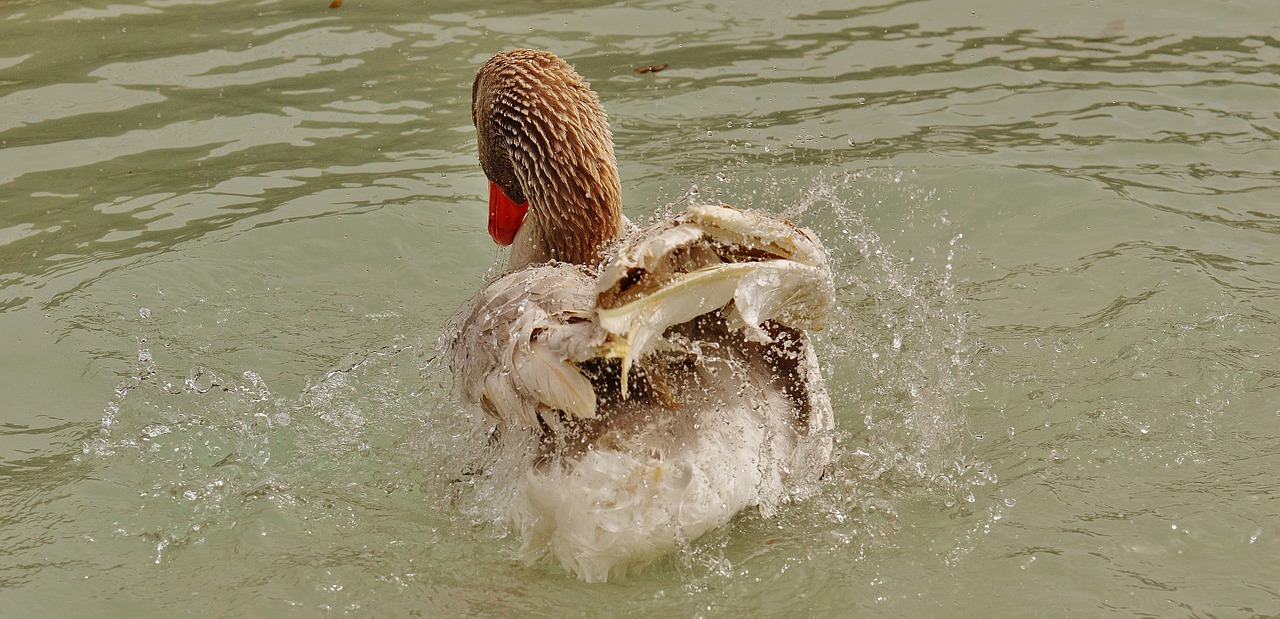 goose wildpark poing splashing free photo