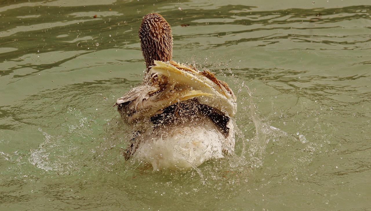 goose wildpark poing splashing free photo
