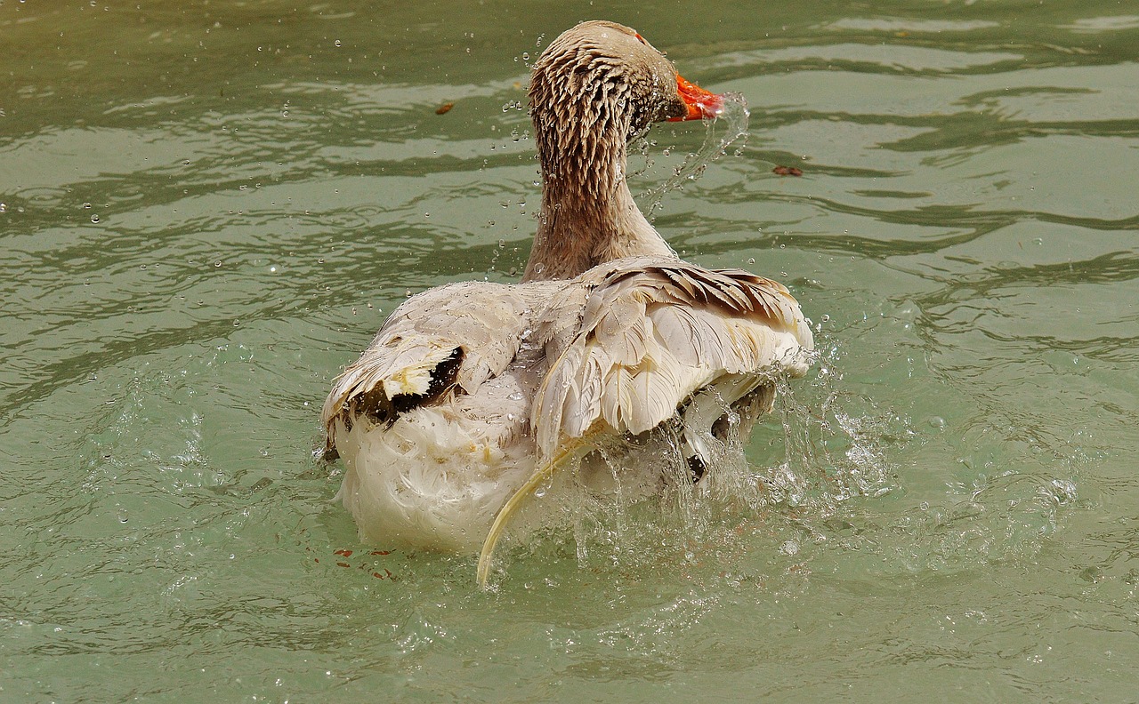 goose wildpark poing splashing free photo