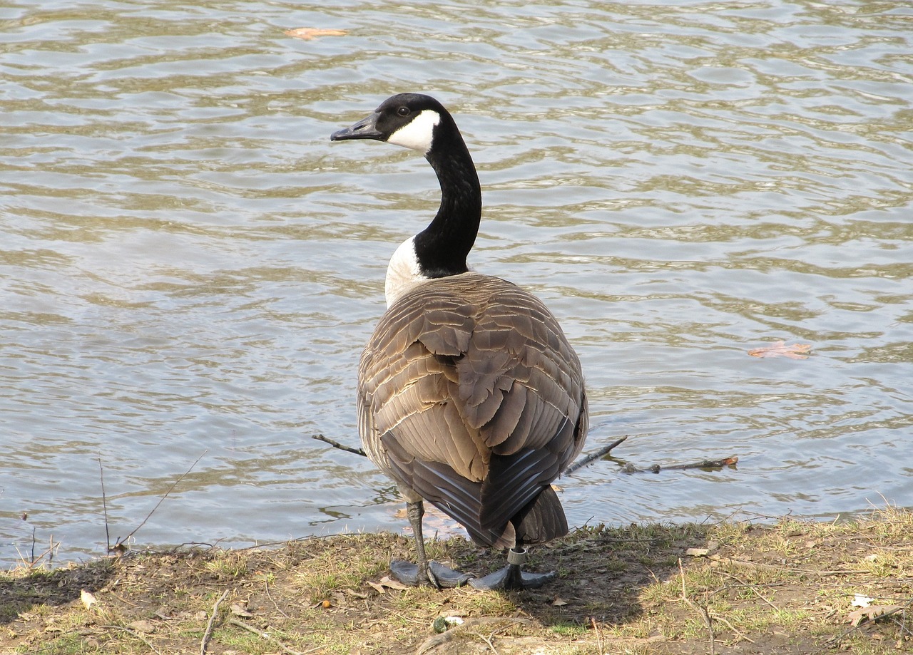 goose canadian bird free photo