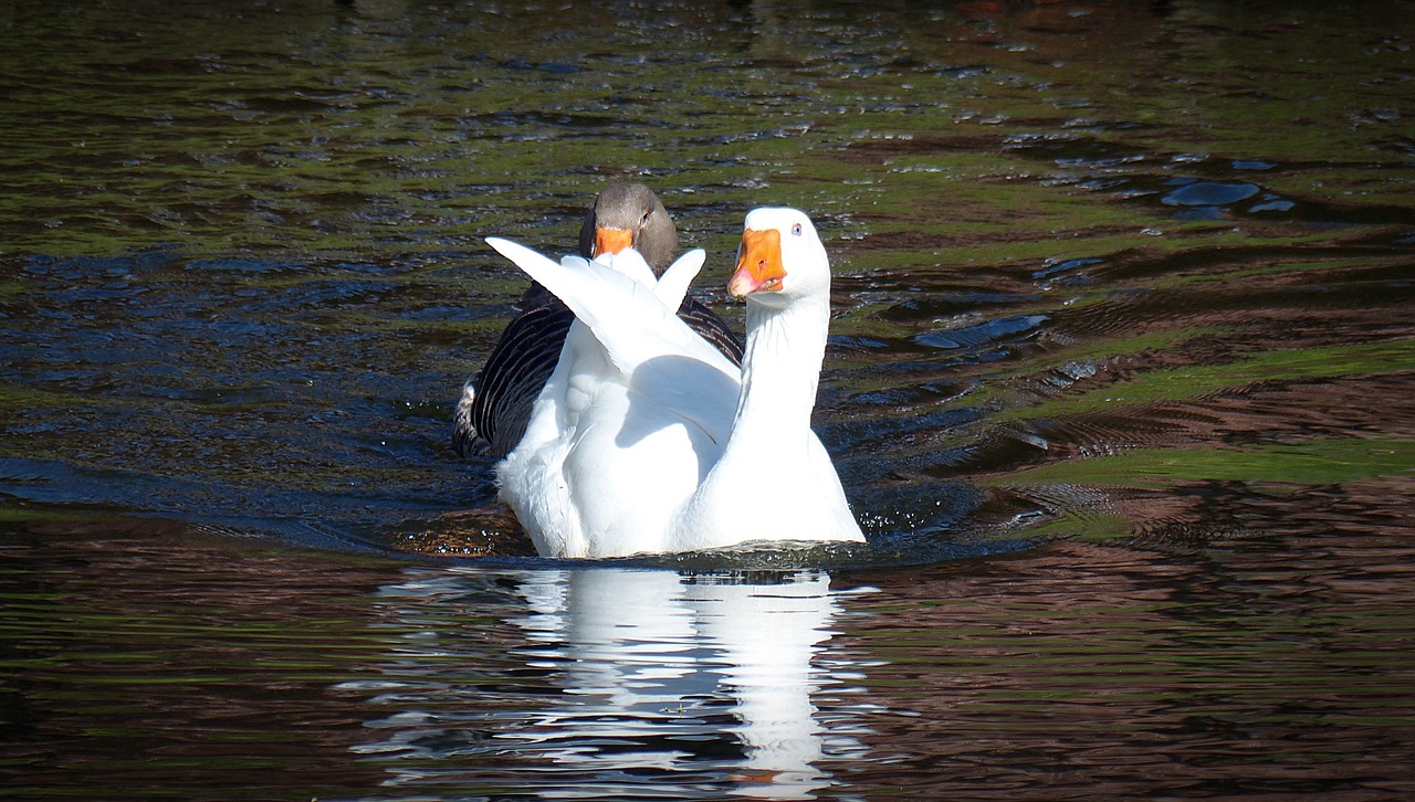 goose bird poultry free photo