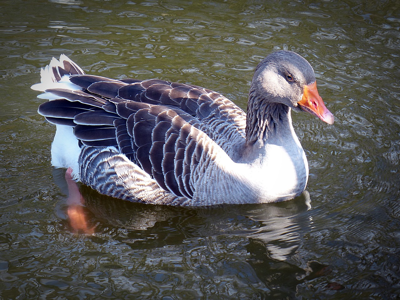 goose toulouse goose bird free photo