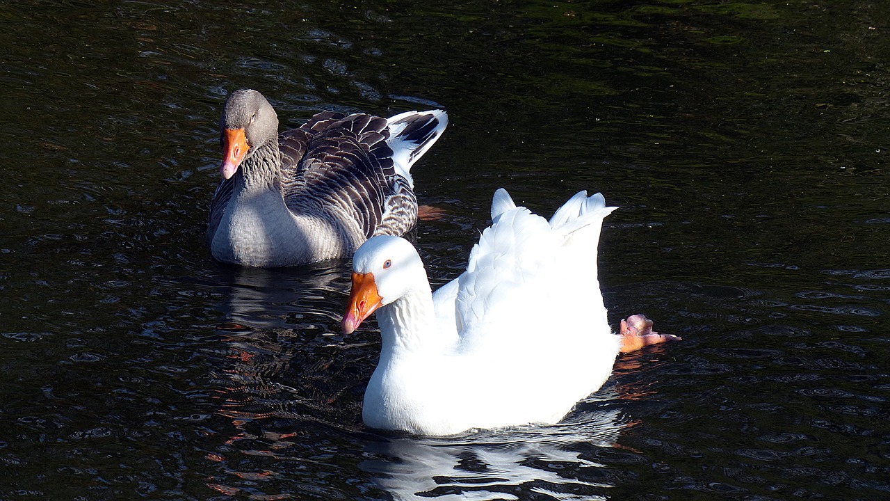 goose toulouse goose bird free photo