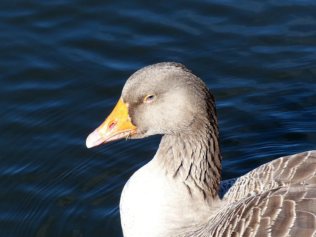 goose toulouse goose bird free photo