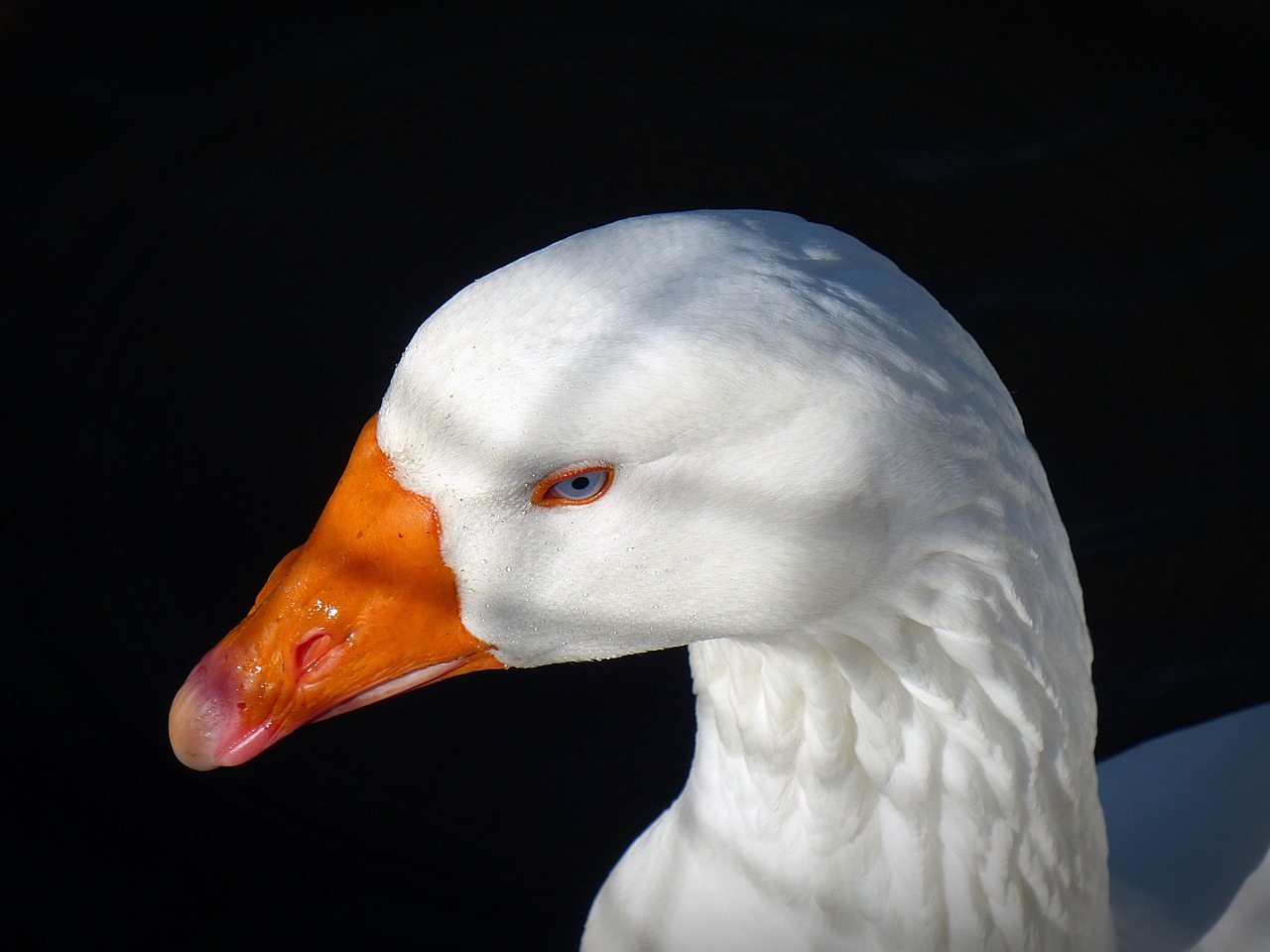 goose bird poultry free photo