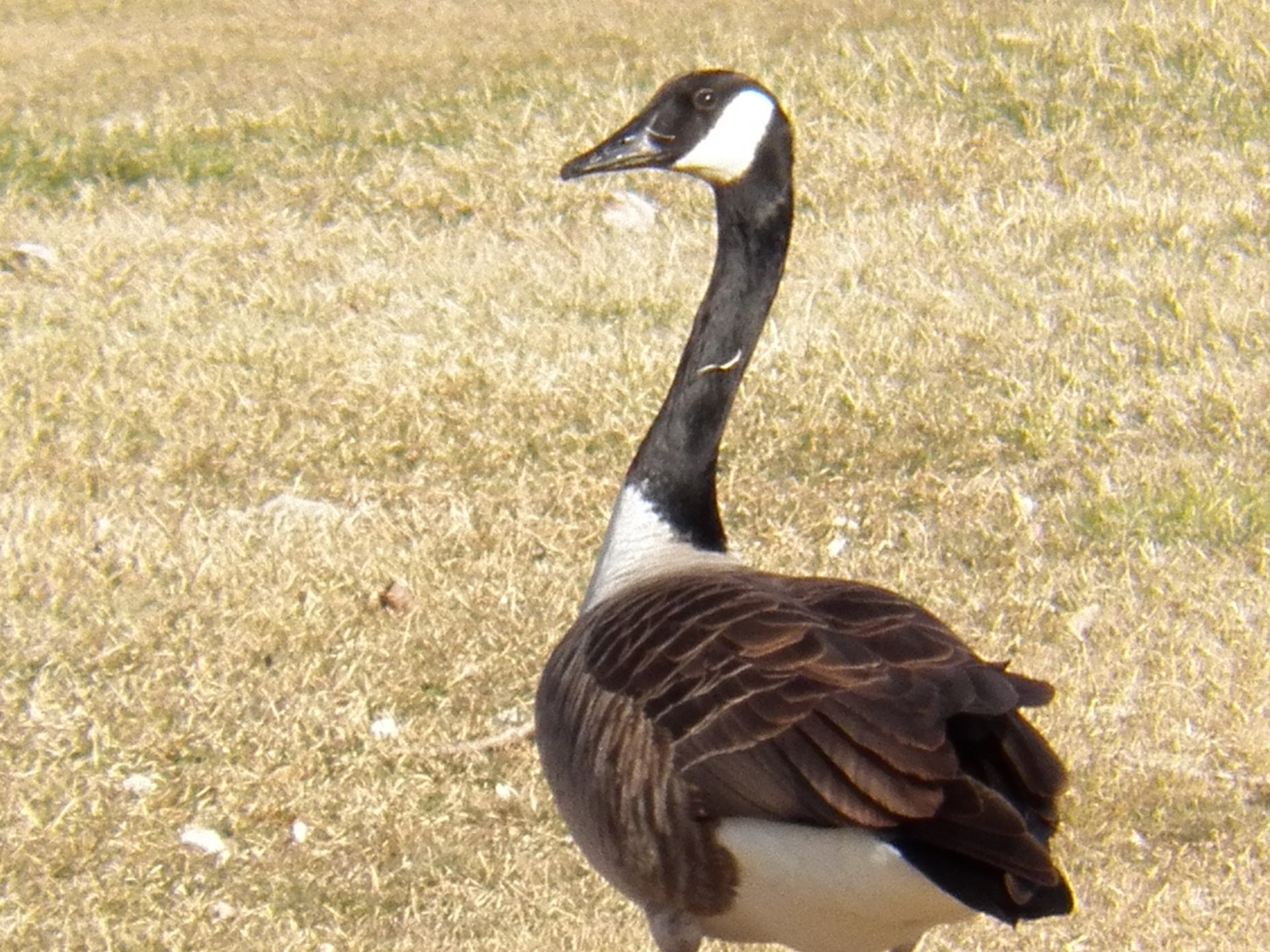 goose geese duck free photo