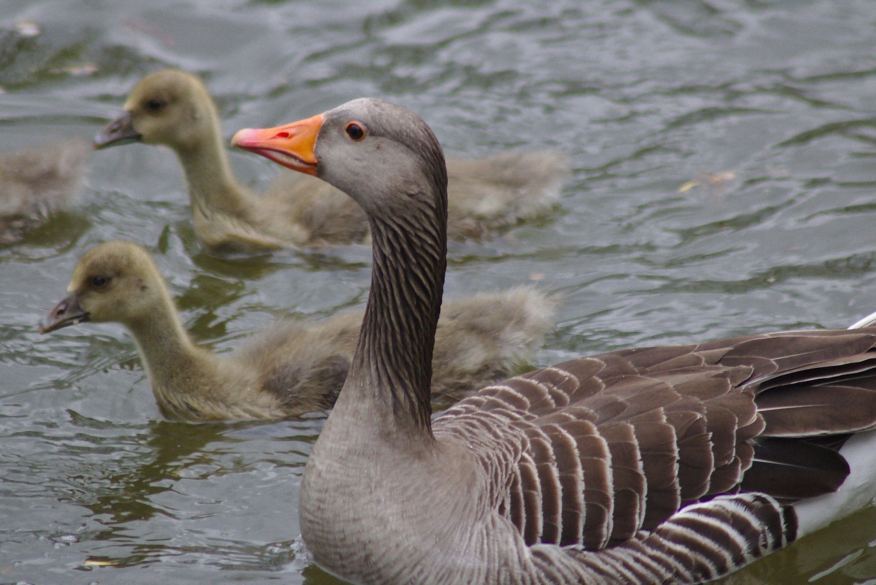 goose head bill free photo