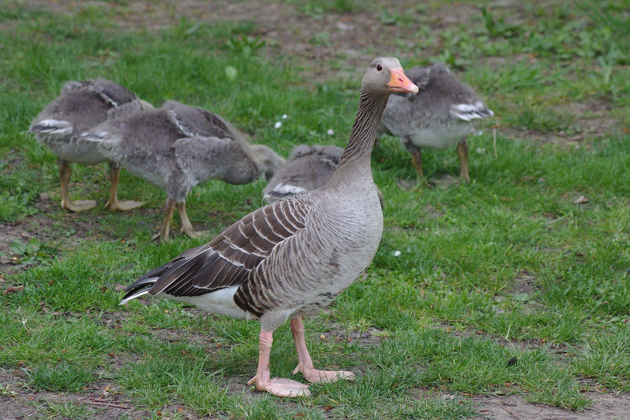 goose plumage animal free photo