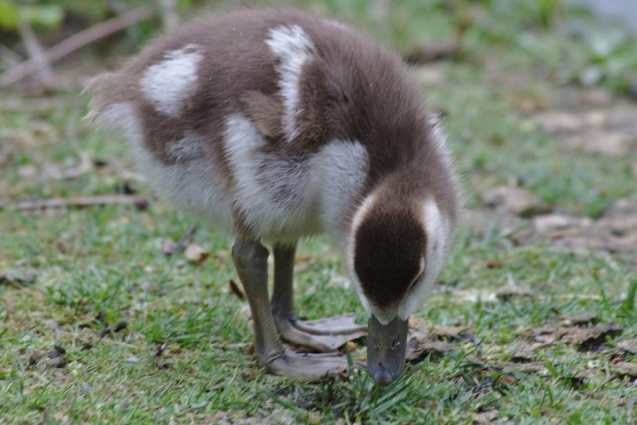 goose chicks bird free photo