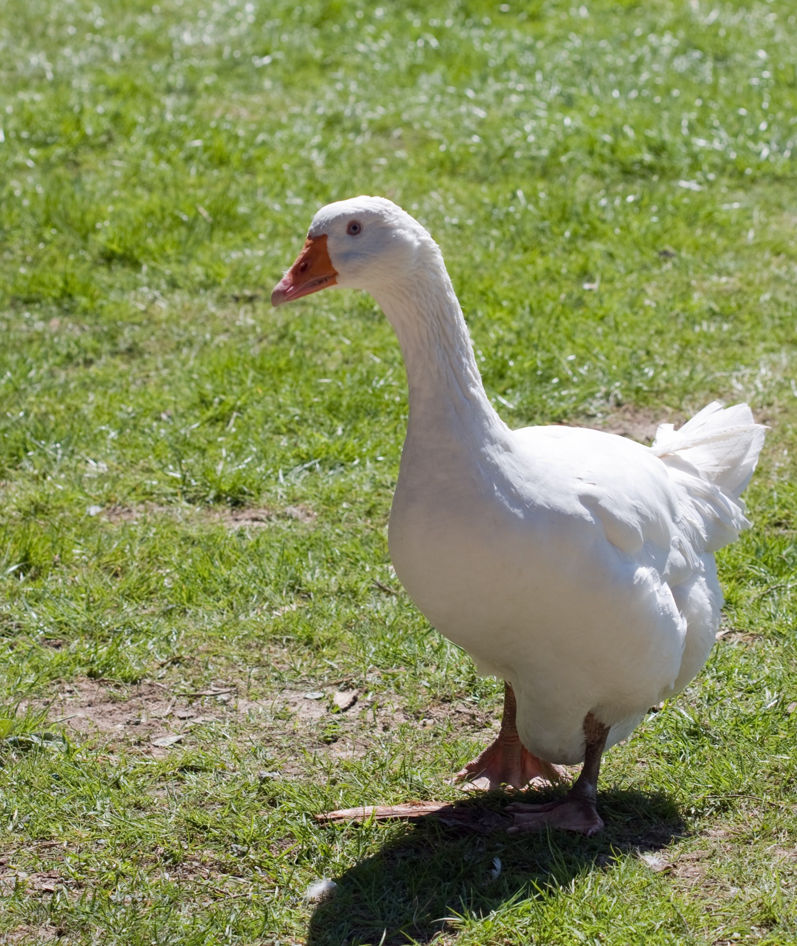 goose bird white free photo