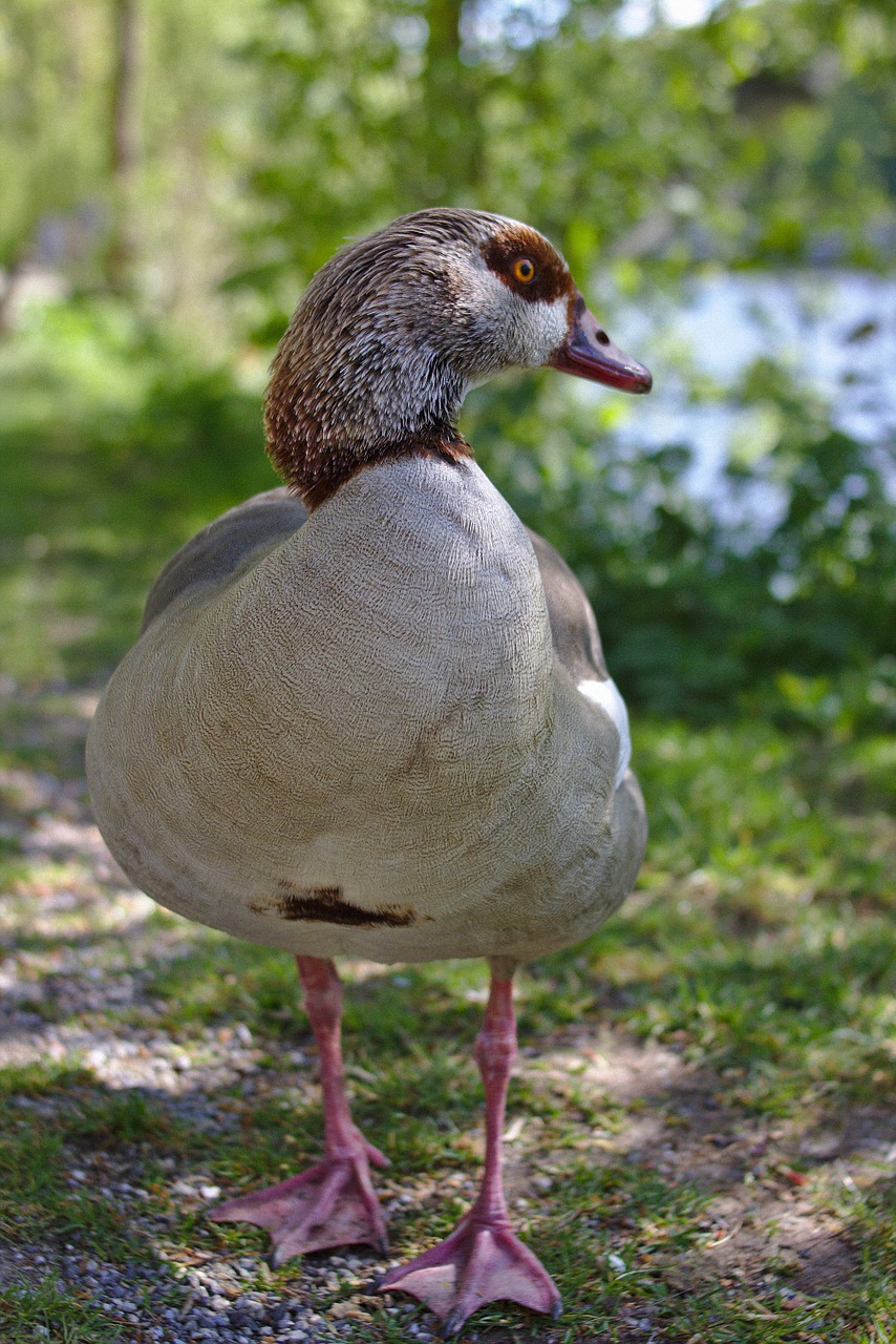 goose bird poultry free photo