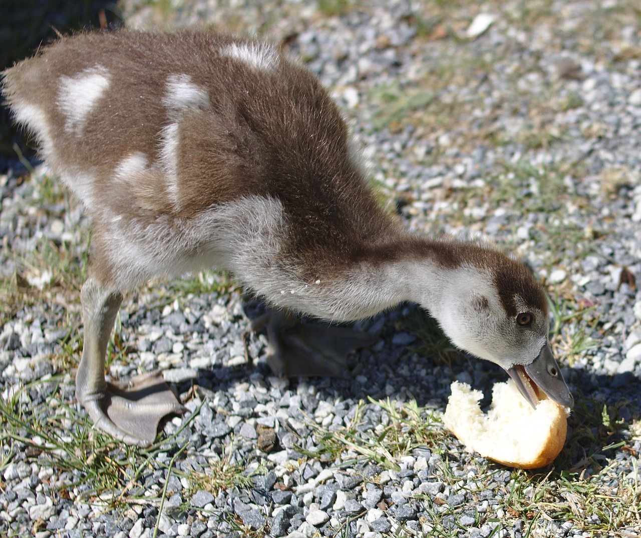 goose chicks bird free photo