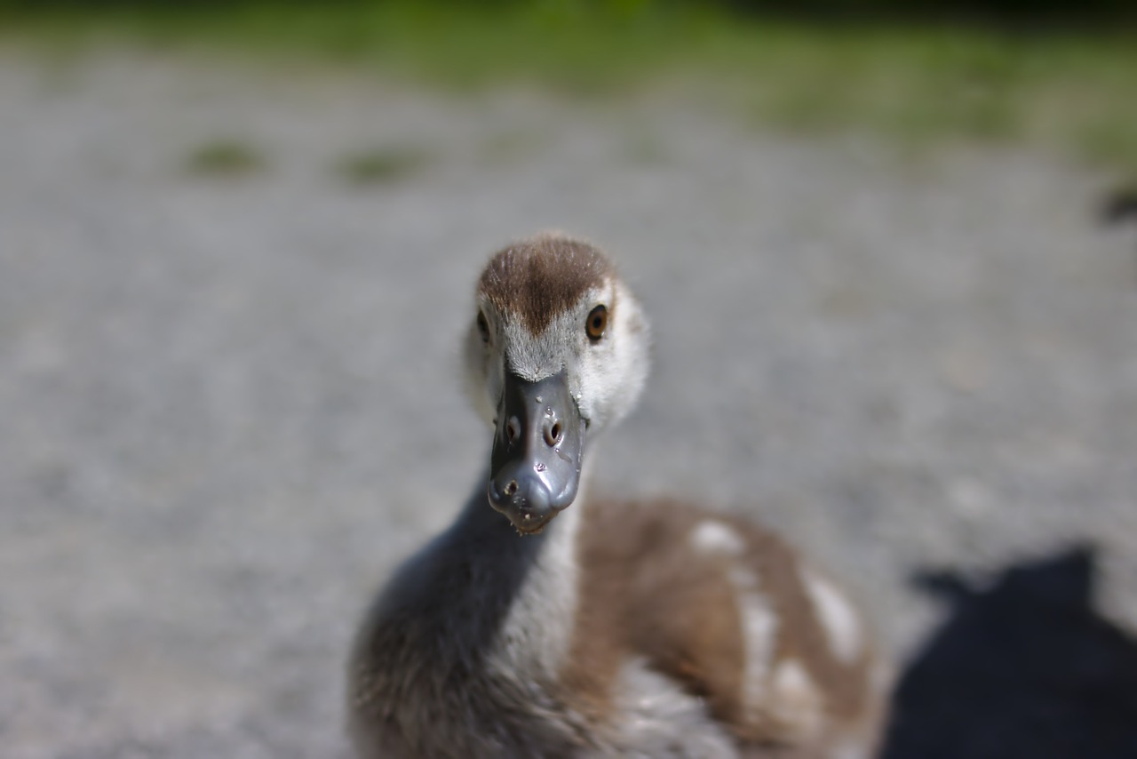 goose bird plumage free photo