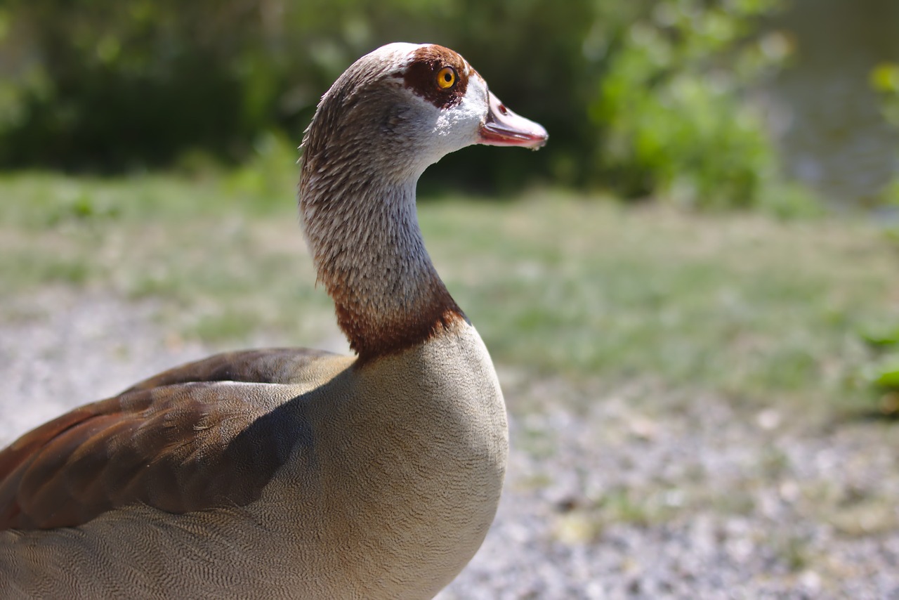 goose bird plumage free photo