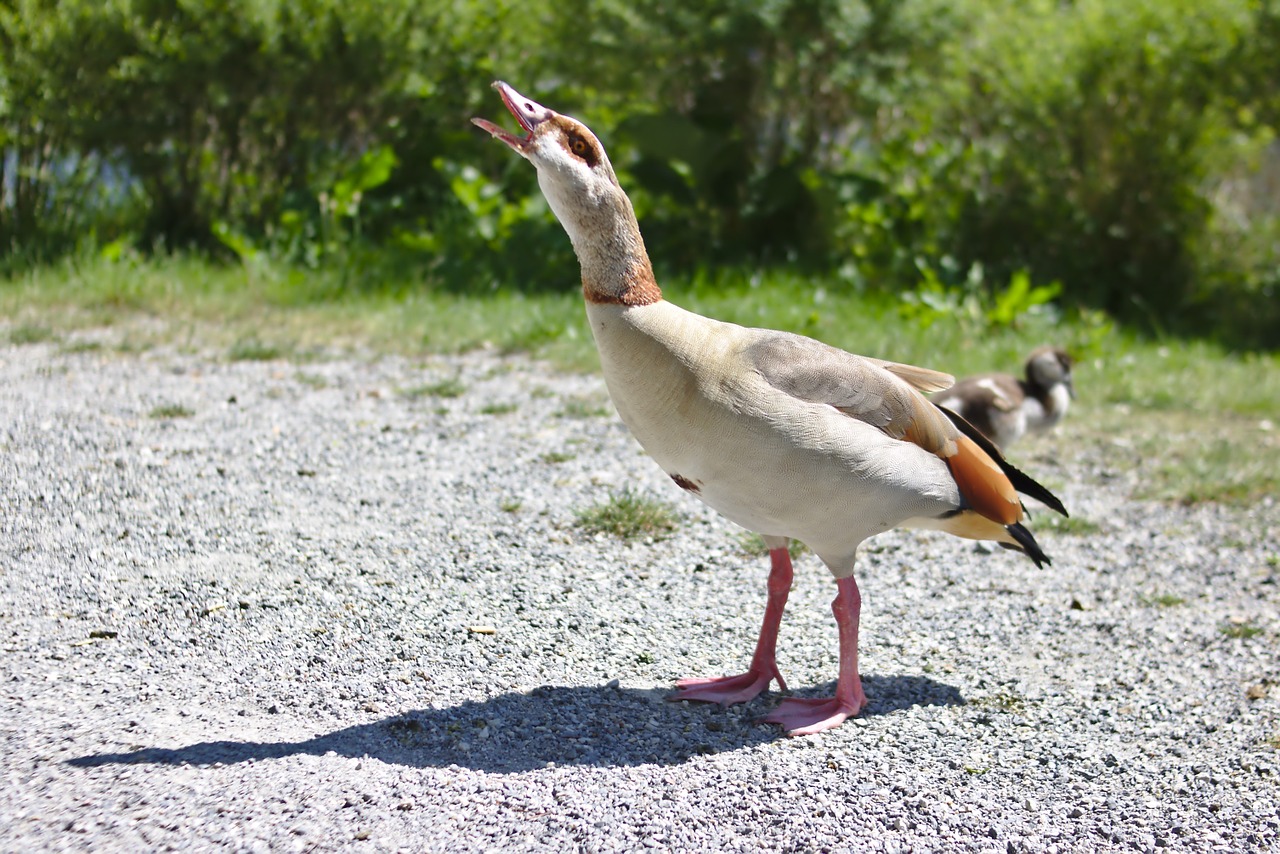 goose bird plumage free photo