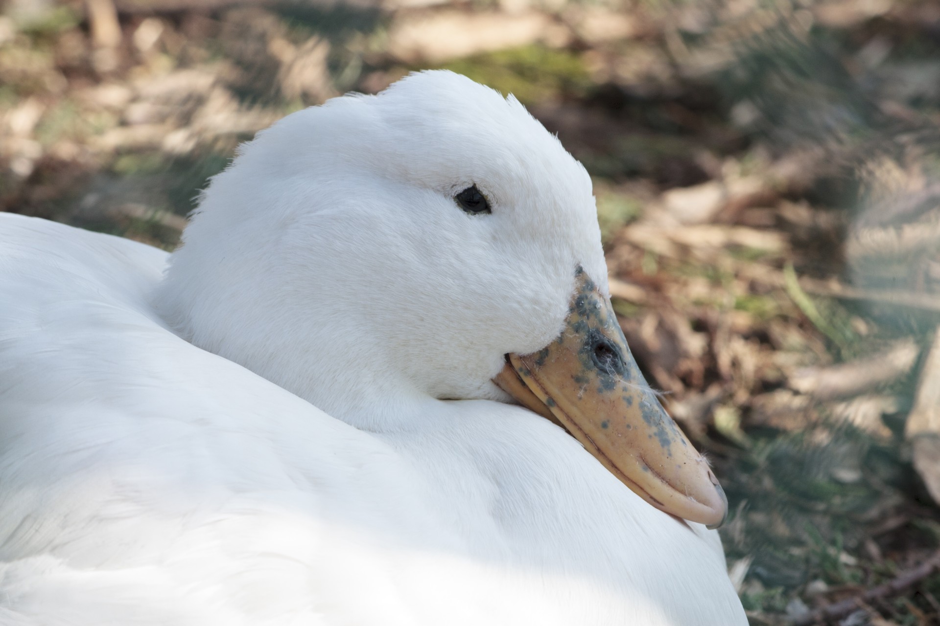 goose bird animal free photo