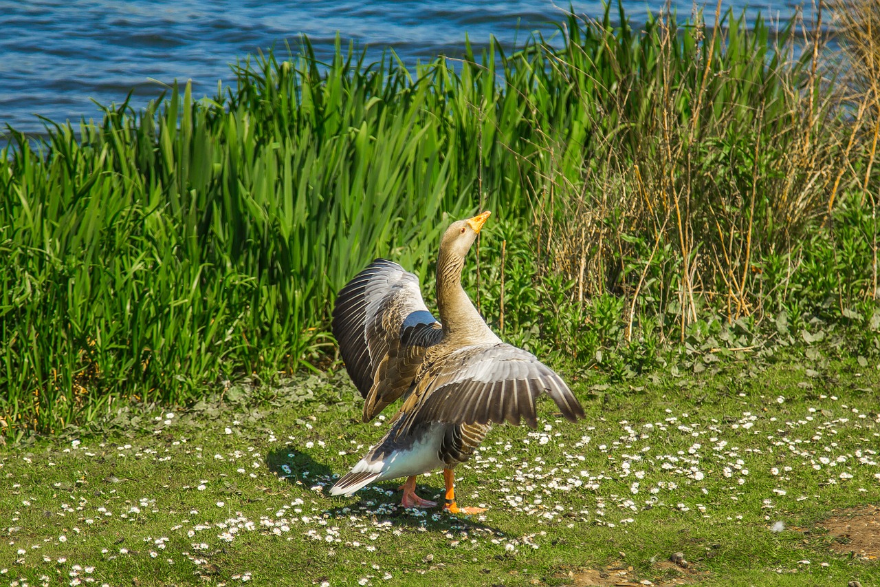 goose spring lake free photo